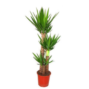 Yucca (Adam's needle)