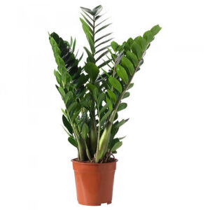 Zamioculcas (Zanzibar gem, ZZ plant)