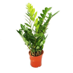 Zamioculcas (Zanzibar gem, ZZ plant)